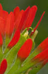 Scarlet Indian paintbrush